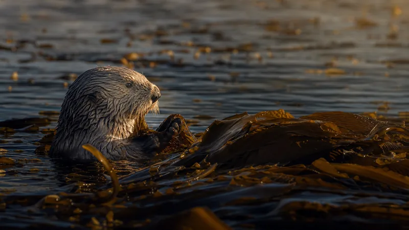 Preview image for Seattle Aquarium Sea Otter Cam