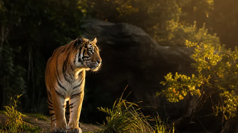 Preview image for Taronga Zoo Tiger Cam