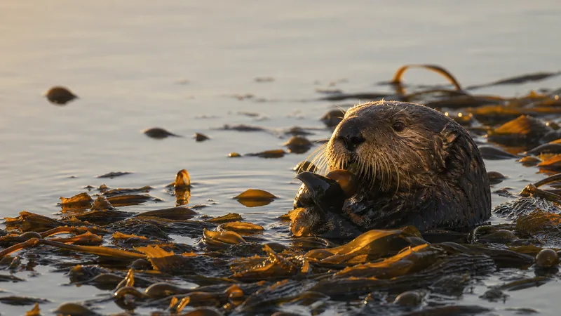 Preview image for Vancouver Aquarium Sea Otter Cam