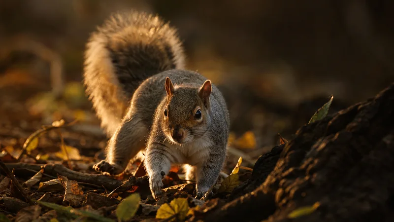 Preview image for 4K Live Animal Cam 🦌 [Deer, Raccoons, Turkeys, Squirrels]