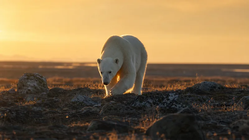Preview image for Alaska Zoo Polar Bear Habitat