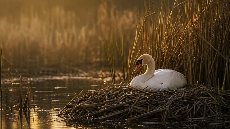 Preview image for Baby Swans Have Hatched |  Nest Cam (w/Audio) | Valley City, Ohio