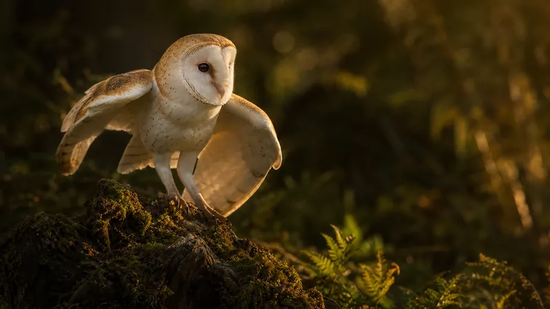 Preview image for Barn Owl Live - A live stream from a Barn Owl box on the Somerset Levels, UK #owl #birds #somerset