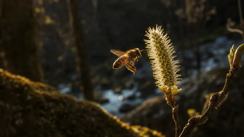 Preview image for Bee In Ossola - Arnia cittadina - Esterno