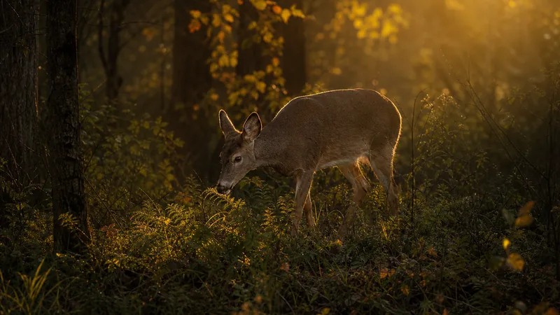 Preview image for Brownville's Food Pantry For Deer "Richard's PTZ"