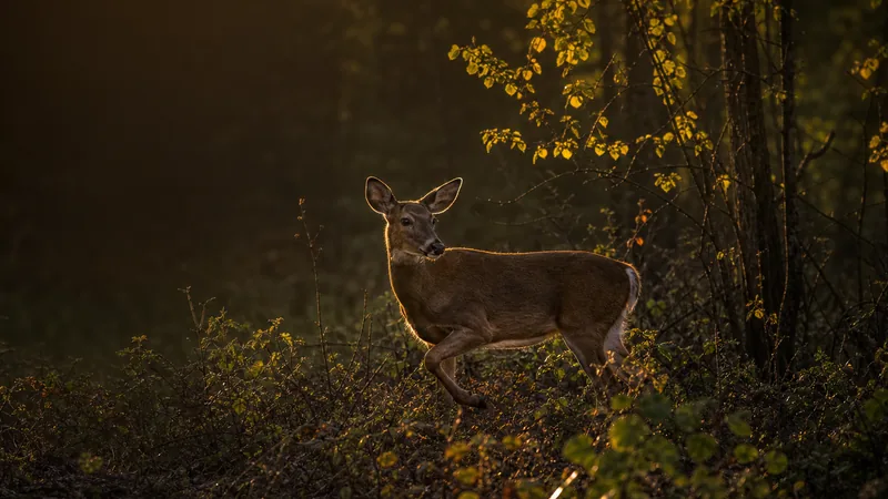 Preview image for Deer Cam -- U Control