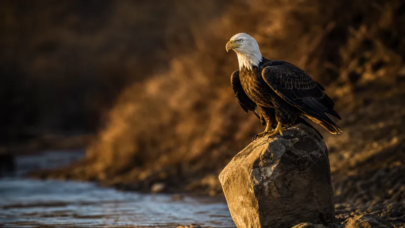 Preview image for Duke Farms Eagle Cam