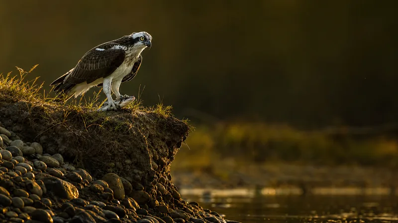 Preview image for Fru Rauer - Norwegian Osprey Live Stream