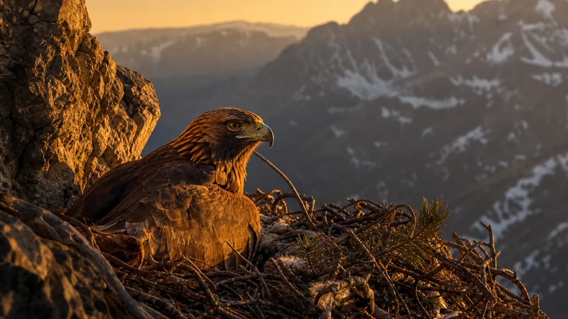 Preview image for 🔴Golden Eagle's Nest No. 2 - Cuibul nr.2 Acvila de munte - (Aquila chrysaetos)