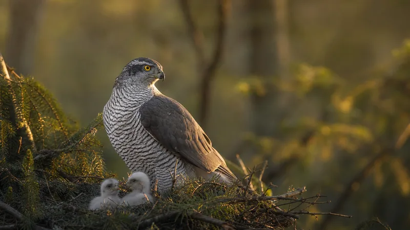 Preview image for Goshawk nest camera | RSPB live nature cameras