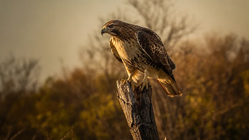 Preview image for HAPPY FLEDGE JUVIE OR6 AND OR7-Life Science Center--SU Red-tailed Hawk PTZ Cam