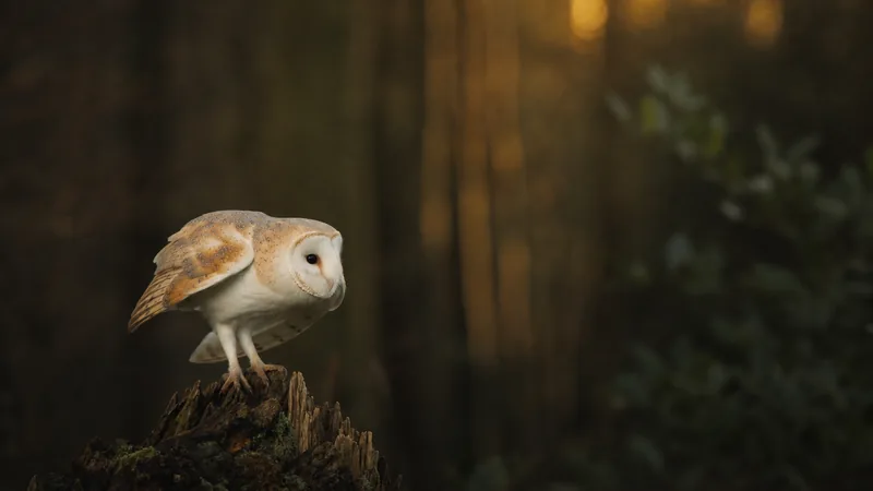 Preview image for Hengistbury Head Barn Owls