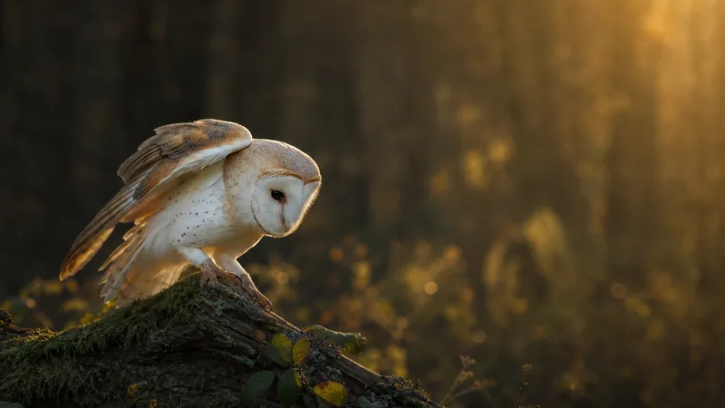 Preview image for LIVE American Barn Owl Florida Cam 2| The Charter Group of Wildlife Ecology| University of Florida