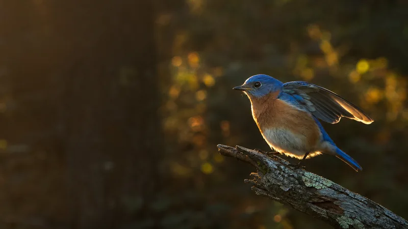 Preview image for Live Backyard Bird Feeder in Lancaster PA 24/7 Stream- # backyardbirding #livebirdcam #bluebird