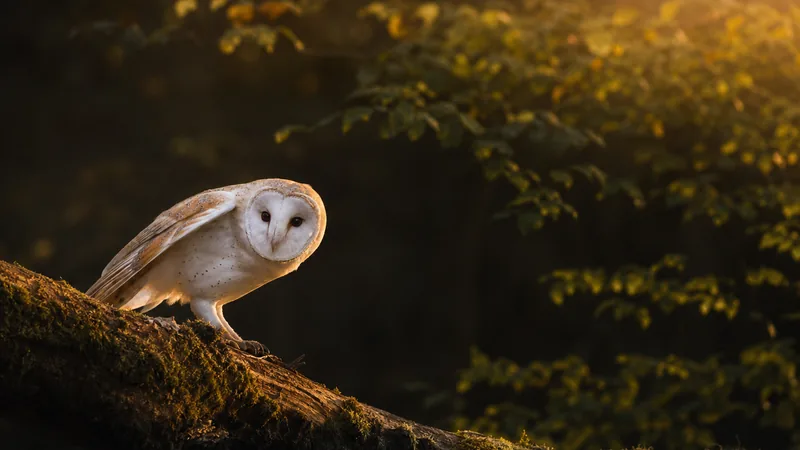 Preview image for LIVE Barn Owl - Cam1 -Live H24 MCBI University of Nature|4K| Barbagianni |Italy