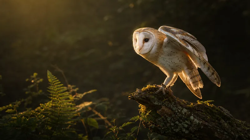 Preview image for LIVE Barn Owl/ Pigeon Israel 4K Cam 1| WBAIS GAIA |The Charter Group of Wildlife Ecology