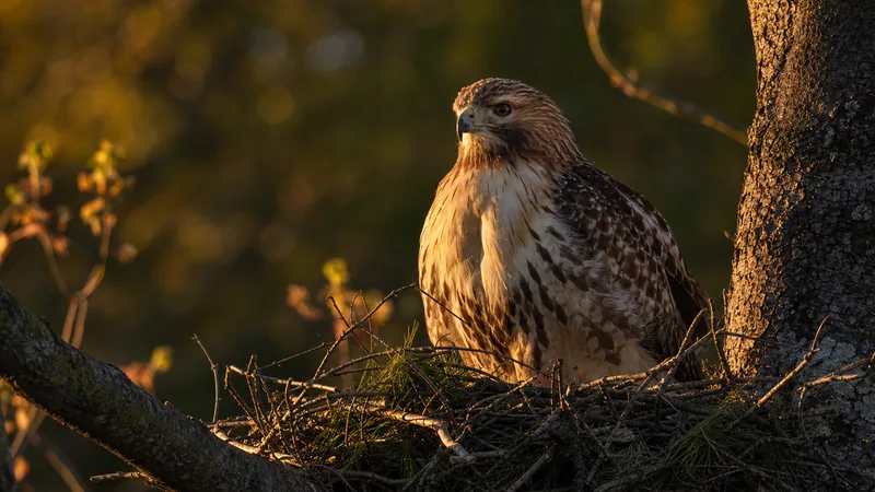 Preview image for Live #CornellHawks Fernow Nest Fixed Cam