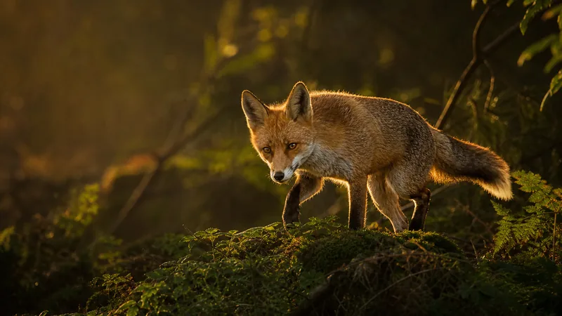 Preview image for LIVE - Croc Rock -  London UK Forest wildlife cam | Foxes, hedgehogs, squirrels, deer and many more