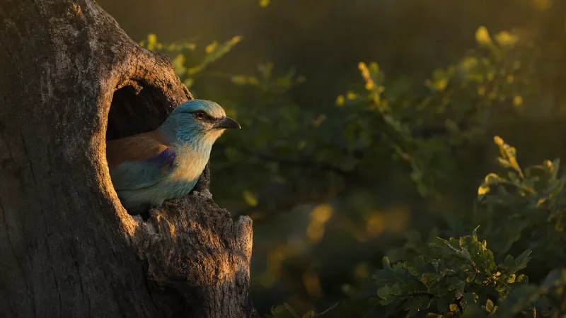 Preview image for LIVE European Roller Nest Cam (Görbeháza, Hungary)