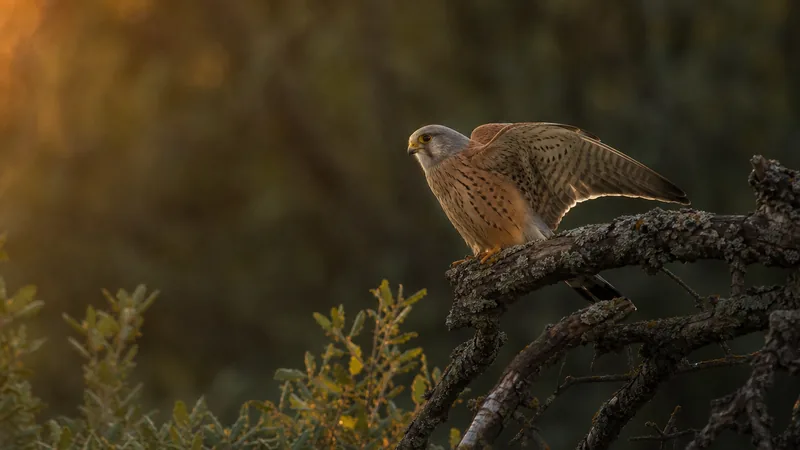 Preview image for LIVE Lesser Kestrel Israel Cam| Ramat Hanadiv| The Charter Group of Wildlife Ecology