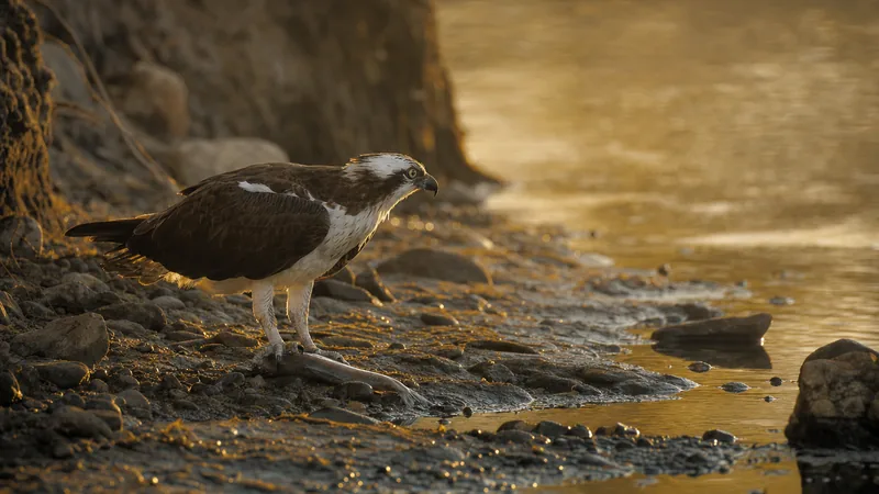 Preview image for Live Osprey Cam