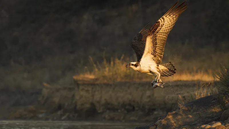 Preview image for Live Osprey Camera Salmon Idaho