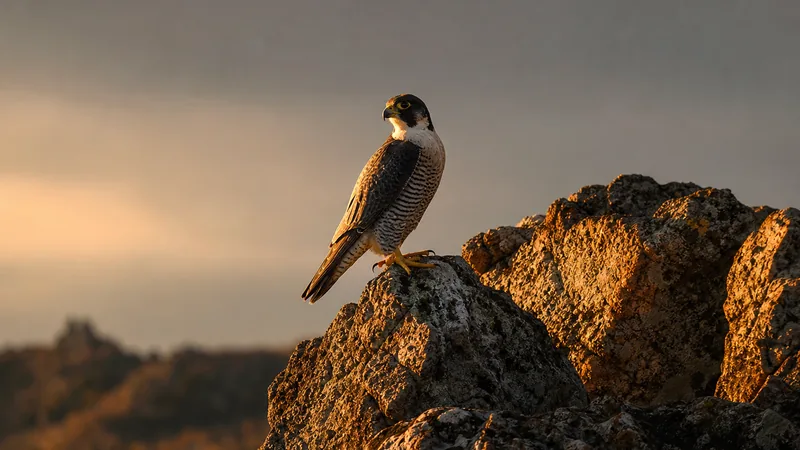 Preview image for LIVE Peregrine Falcon Lookout - Great Spirit Bluff Cliff View | explore.org