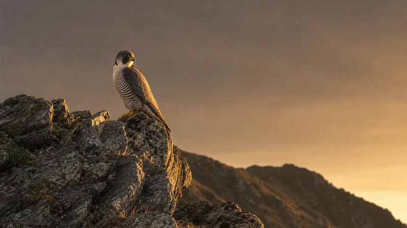 Preview image for LIVE Peregrine Falcons Nest - Chesapeake Conservancy - Boh and Barb | explore.org
