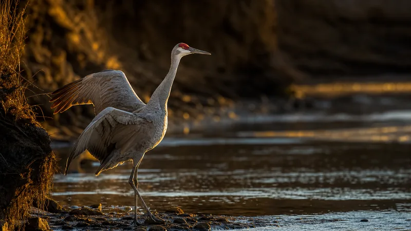 Preview image for LIVE Sandhill Crane Migration Cam: Audubon's Rowe Sanctuary | explore.org