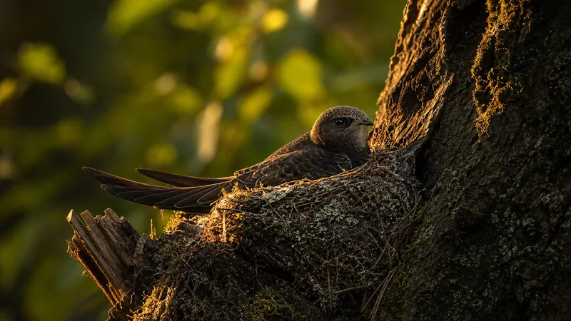 Preview image for 🔴 LIVE Swift Nest Cam | Cadbury Heath, South Gloucestershire