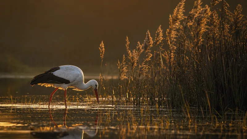 Preview image for LIVE 🔴 White Stork Nest 24/7 🪶 | Nature Never Stops