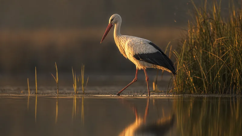Preview image for LIVE White Stork Nest Cam (Ságvár, Hungary)