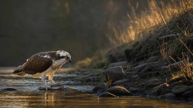 Preview image for Loch Arkaig Osprey Camera 2