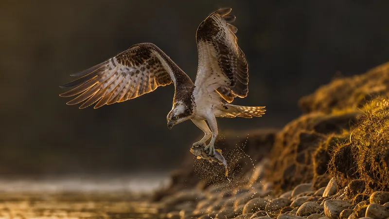 Preview image for LRWT - Manton Bay Ospreys Live Webcam (Wide Angle)