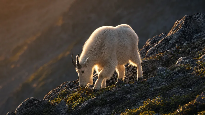 Preview image for Mendenhall Glacier and Mountain Goat Cam  powered by EXPLORE.org
