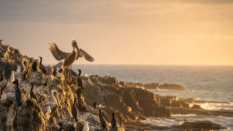 Preview image for Midway Atoll NWR Wildlife Live Camera