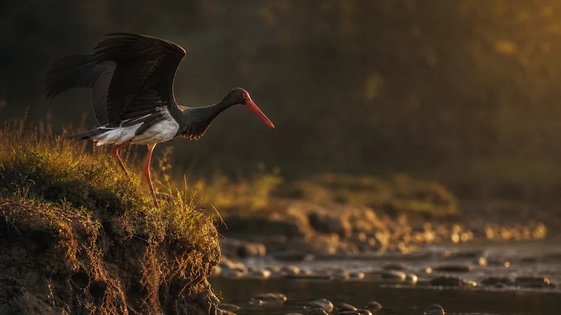 Preview image for Must-toonekurg 3 :: Ciconia nigra :: Black Stork