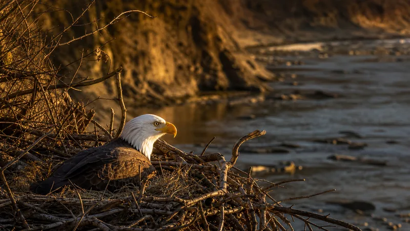 Preview image for NCTC Eagle Nest: Camera 1