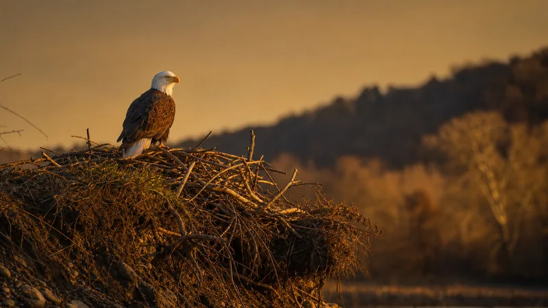 Preview image for NCTC Eagle Nest: Camera 3