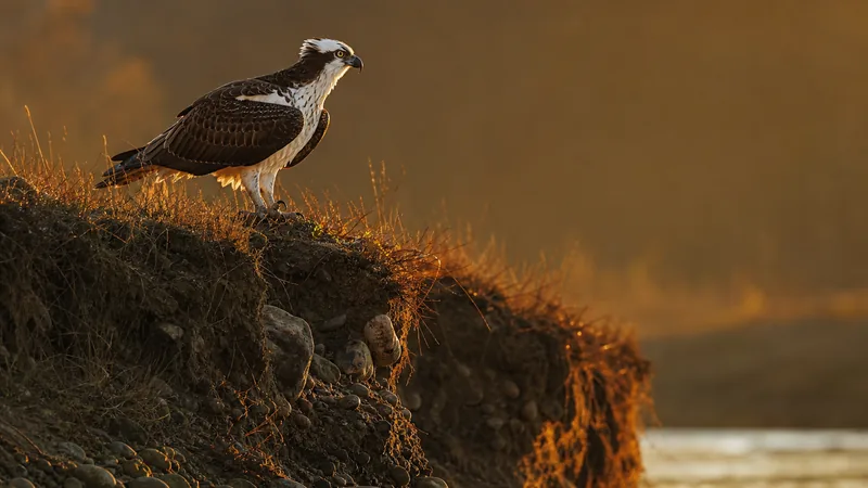 Preview image for Newfoundland Power Osprey NestCam