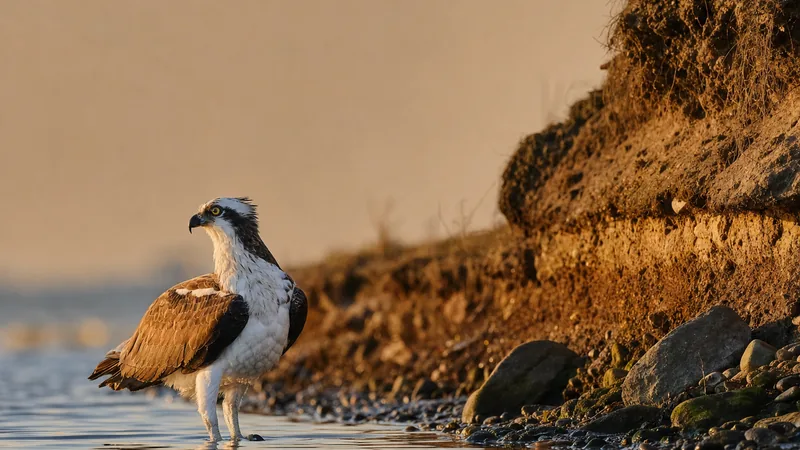 Preview image for Osprey Cam Live 4K - Oyster Bay, NY