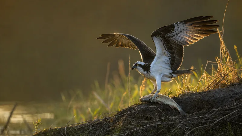 Preview image for Osprey nest camera | RSPB live nature cameras