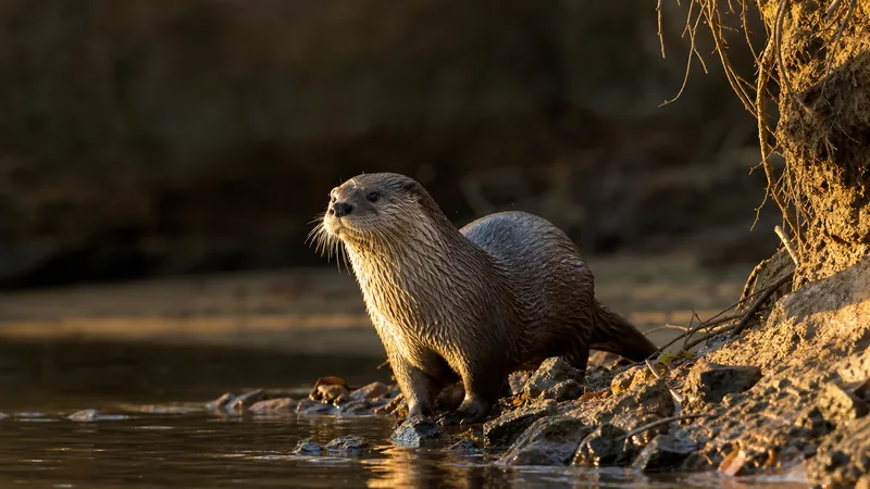 Preview image for Otter Indoor Cam