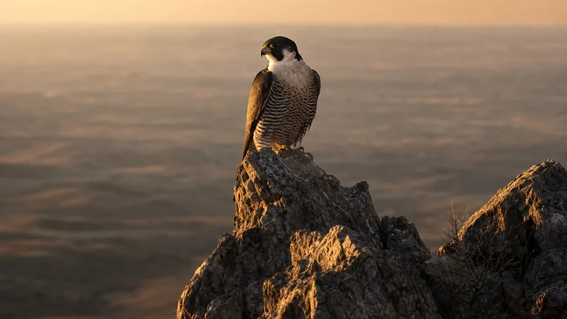 Preview image for Peregrine Falcon Camera - Nebraska State Capitol