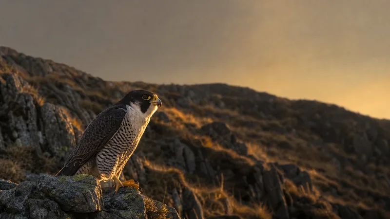 Preview image for Peregrine Falcon Nest Cam – From St Jude-on-the-Hill