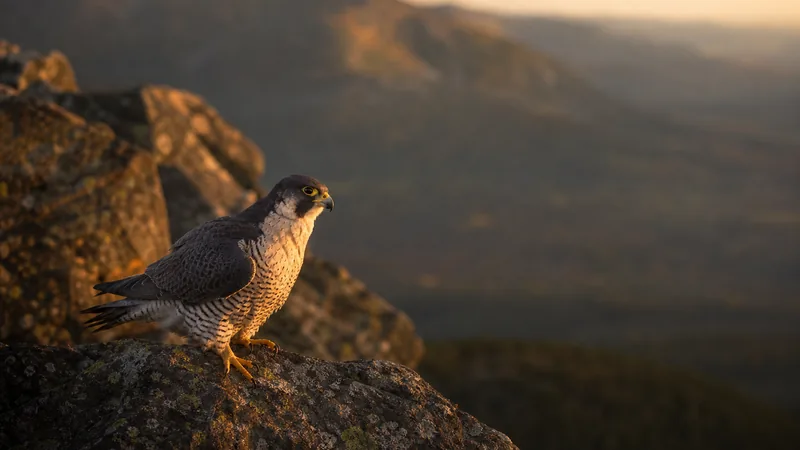 Preview image for Peregrine Networks Live Peregrine Falcon Feed2 (Manchester, NH, USA)