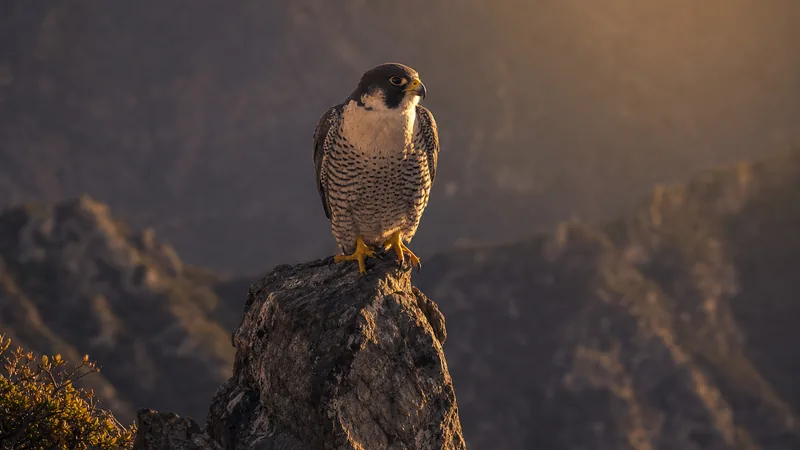 Preview image for San José City Hall Peregrine Falcon Camera - Ledge