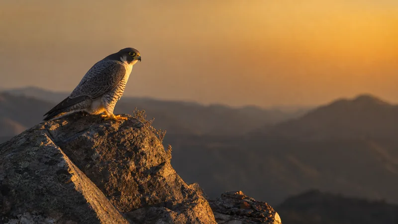 Preview image for San Jose City Hall Peregrine Falcon Camera - Nest Box