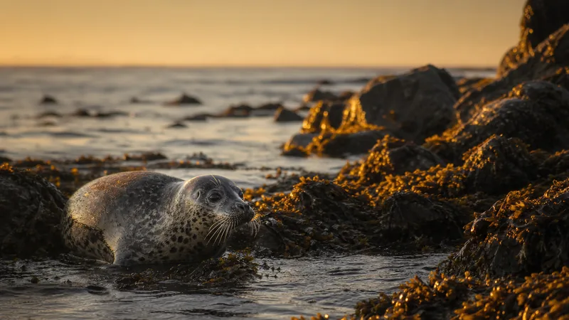 Preview image for Seals live | Phase 3 @ WEC Lauwersoog, Netherlands (Stichting Zeehondencentrum Pieterburen)