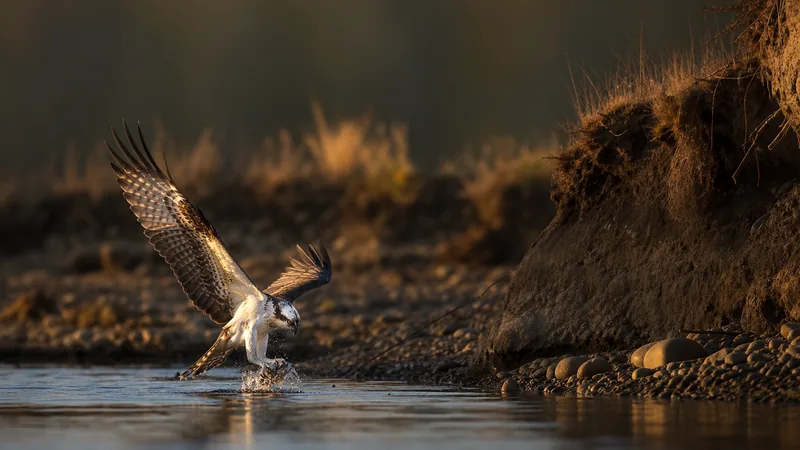 Preview image for Seaside Osprey Cam